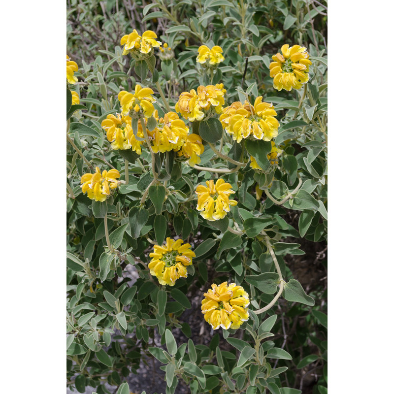 phlomis fruticosa - sauge de Jérusalem