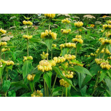 phlomis