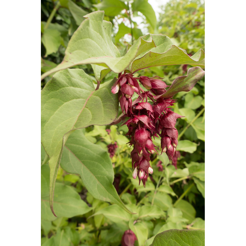 arbre aux faisans - leycesteria