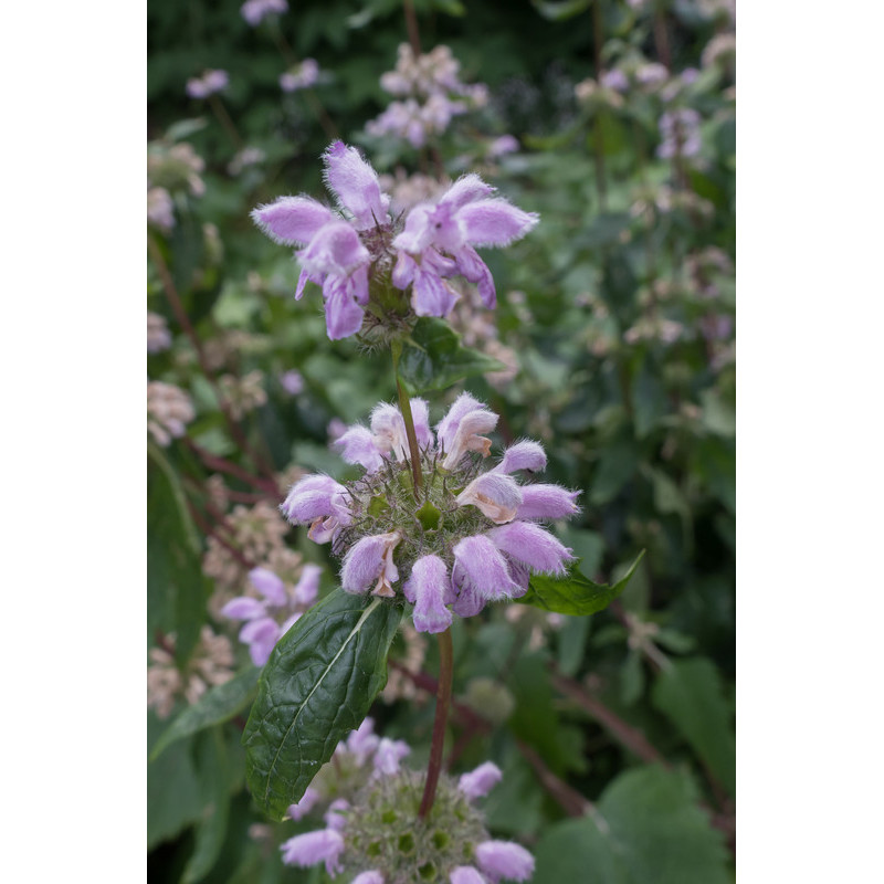 sauge de Jérusalem à fleurs roses - phlomis tuberosa