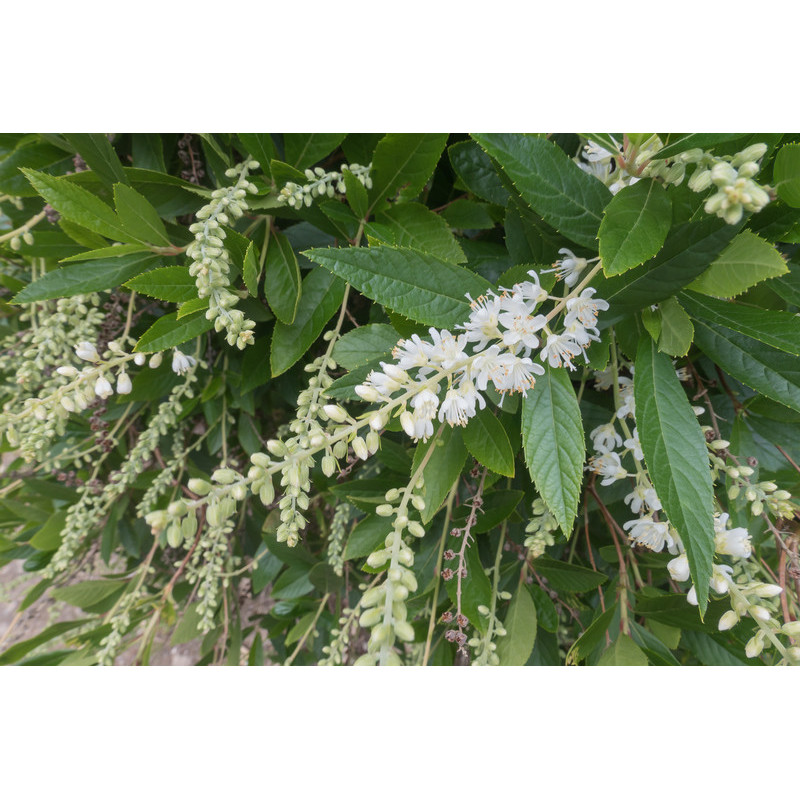 clethre à feuilles d'aulne - clethra alnifolia clethre à feuilles d'aulne - clethra alnifolia
