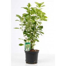 clethra anifolia en pot de 3 litres