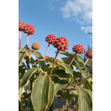 cornouiller du Japon Milky Way - cornus kousa - fruits rouges en septembre