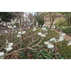 edgeworthia chrysantha - buisson à papier fleurs