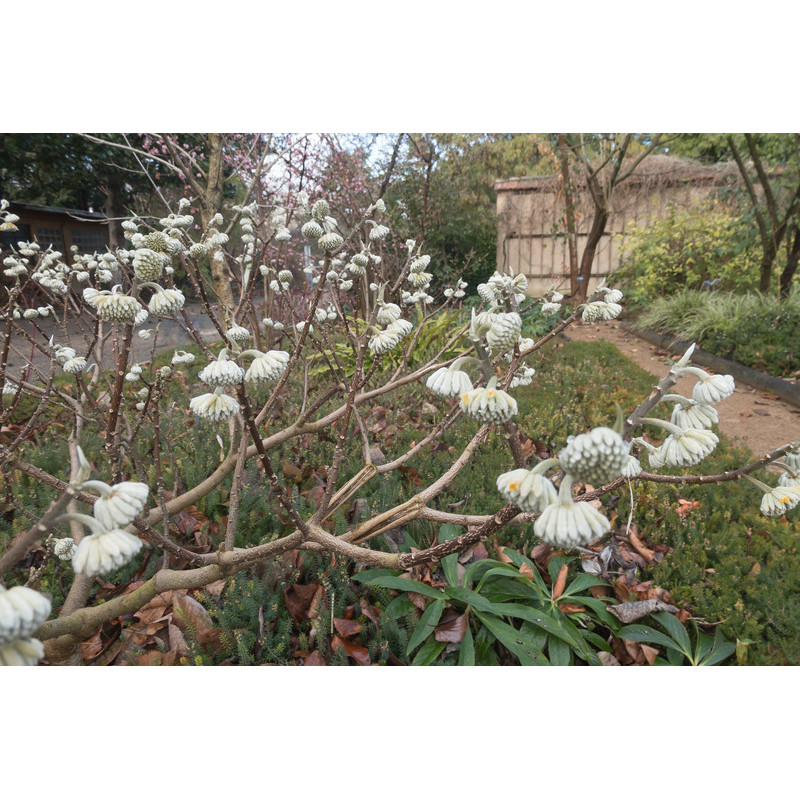 edgeworthia chrysantha - buisson à papier fleurs