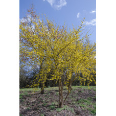 cornouiller mâle - cornus mas - floraison