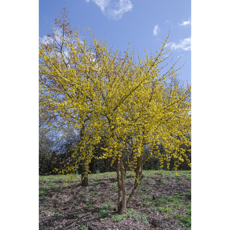 cornouiller mâle - cornus mas - floraison