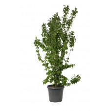 cornouiller mâle 175/200 cm pot de 35 litres