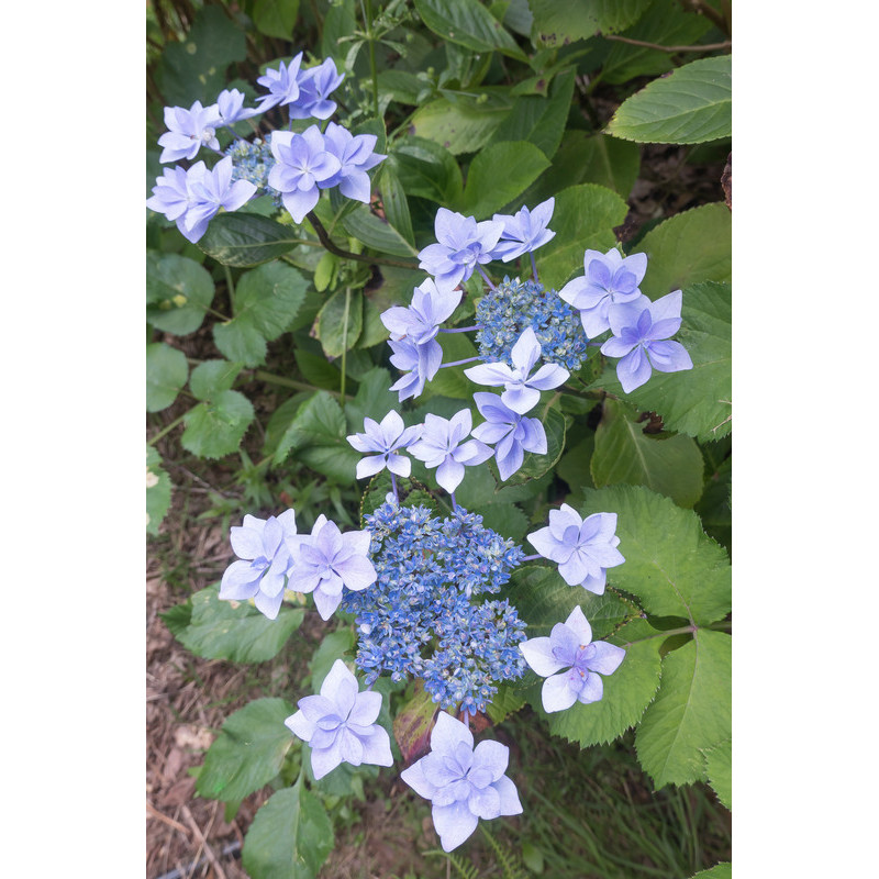 hortensia serrata bleu - floraison