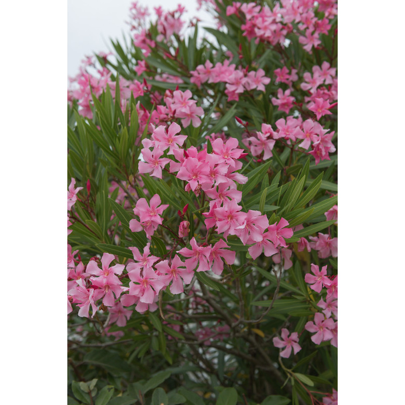 laurier rose en fleurs laurier rose en fleurs