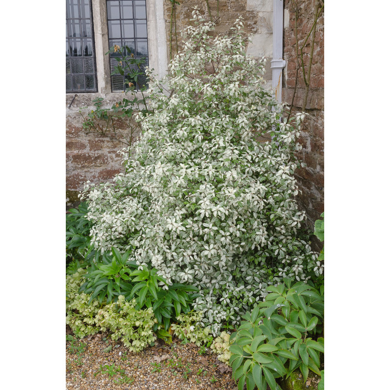 pittosporum à feuilles panachées.