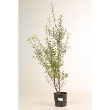 pittosporum panaché en pot de 3 litres 30/40 cm