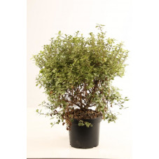 Pittosporum à feuilles panachées en pot de 10 litres 60/80 cm