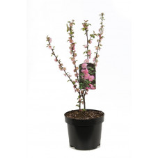 prunus triloba en pot de 3 litres