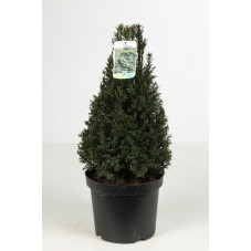 taxus baccata pyramide 50/60 cm pyramide conique