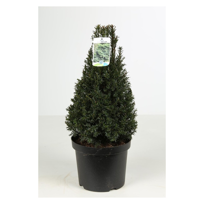 taxus baccata pyramide 50/60 cm pyramide conique