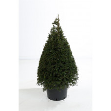 taxus baccata conique 80/90 cm