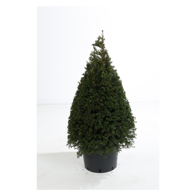 taxus baccata conique 80/90 cm