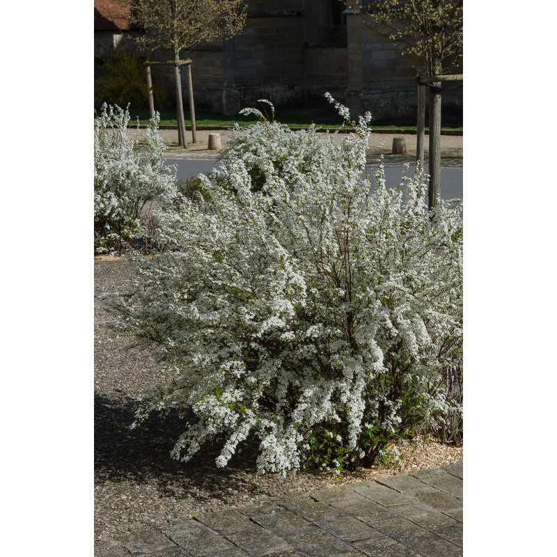 spirée blanche en fleurs