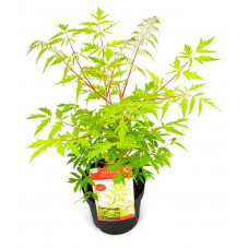 sumac de Virginie tiger Eyes en pot de 3 litres