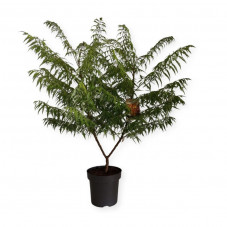 sumac de Virginie tiger Eyes en pot de 12 litres