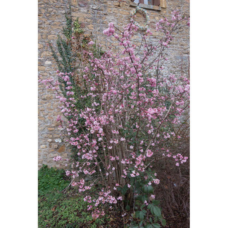 viorne d'hiver bodnantense en fleurs