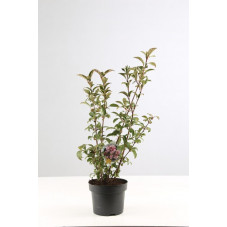 viorne d'hiver 70/80 cm en pot de 10 litres