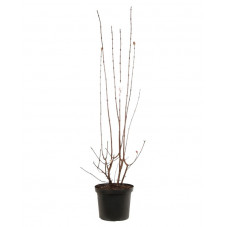 viorne d'hiver en saison hivernale 120/130 cm pot de 10 litres