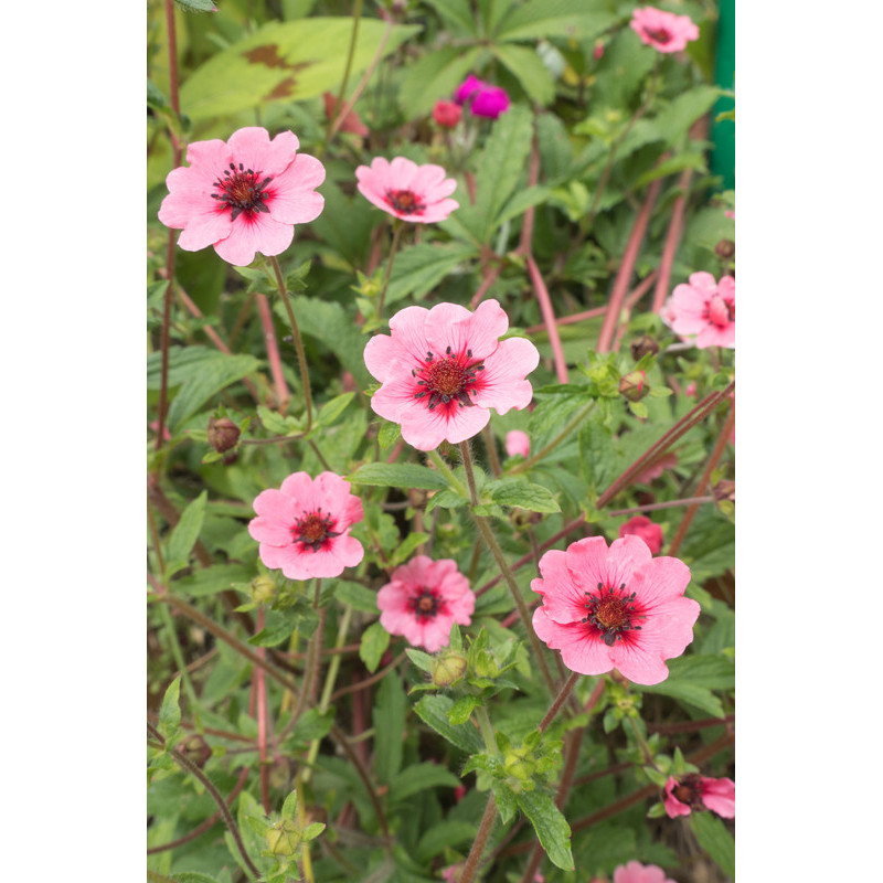 potentille nepalensis Miss Willmott à fleurs roses