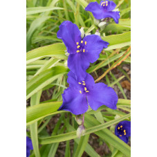 éphémère de Virginie - tradescantia