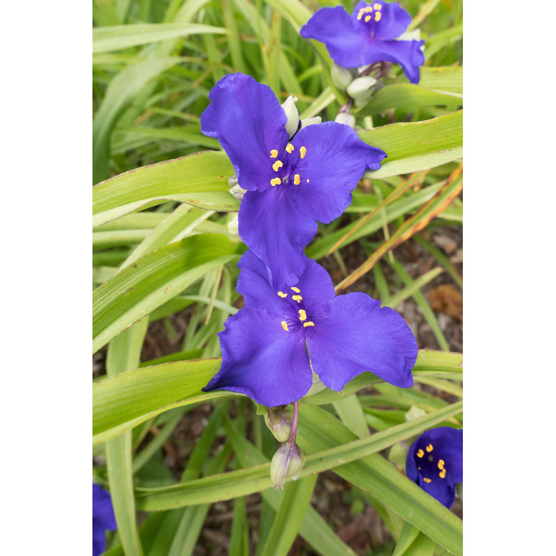 éphémère de Virginie - tradescantia