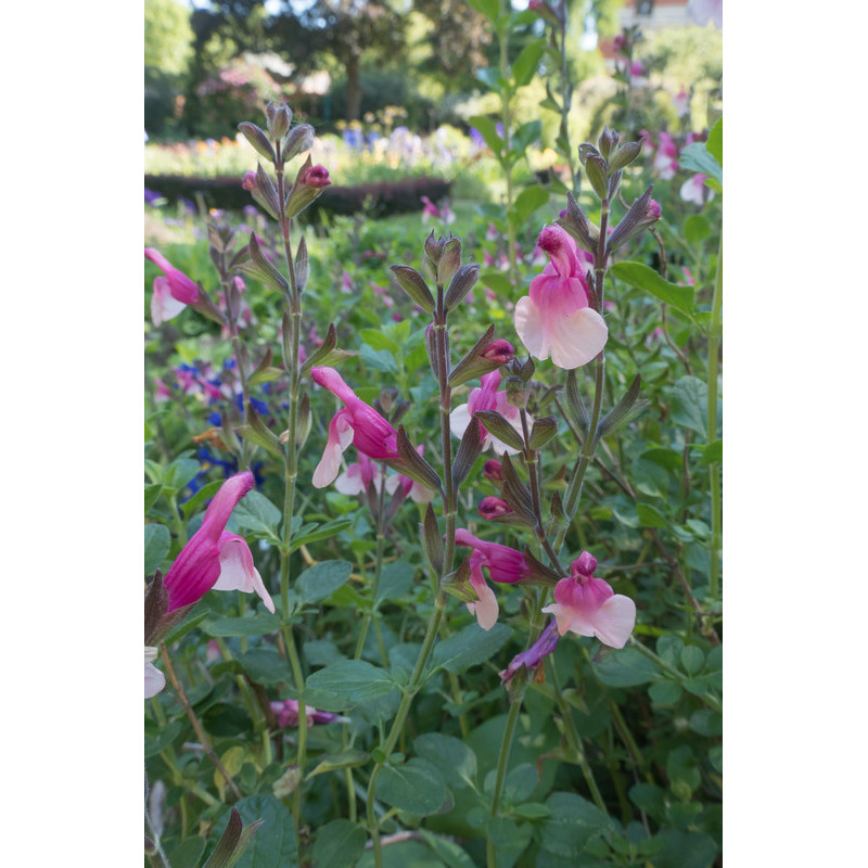 sauge greggii Joy - salvia bicolore