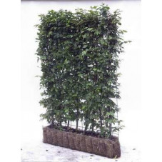 haie de charme prêt à planter, largeur 120 cm - hauteur 155 cm