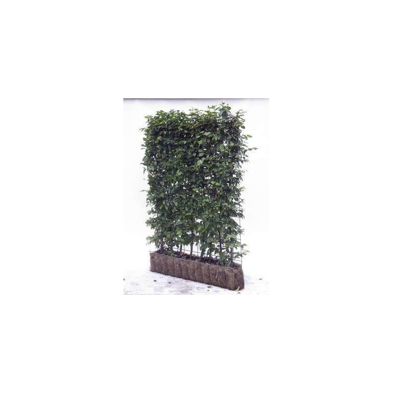 haie de charme prêt à planter, largeur 120 cm - hauteur 155 cm