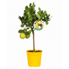 citronnier des 4 saisons mini tige en pot diam. 21 cm