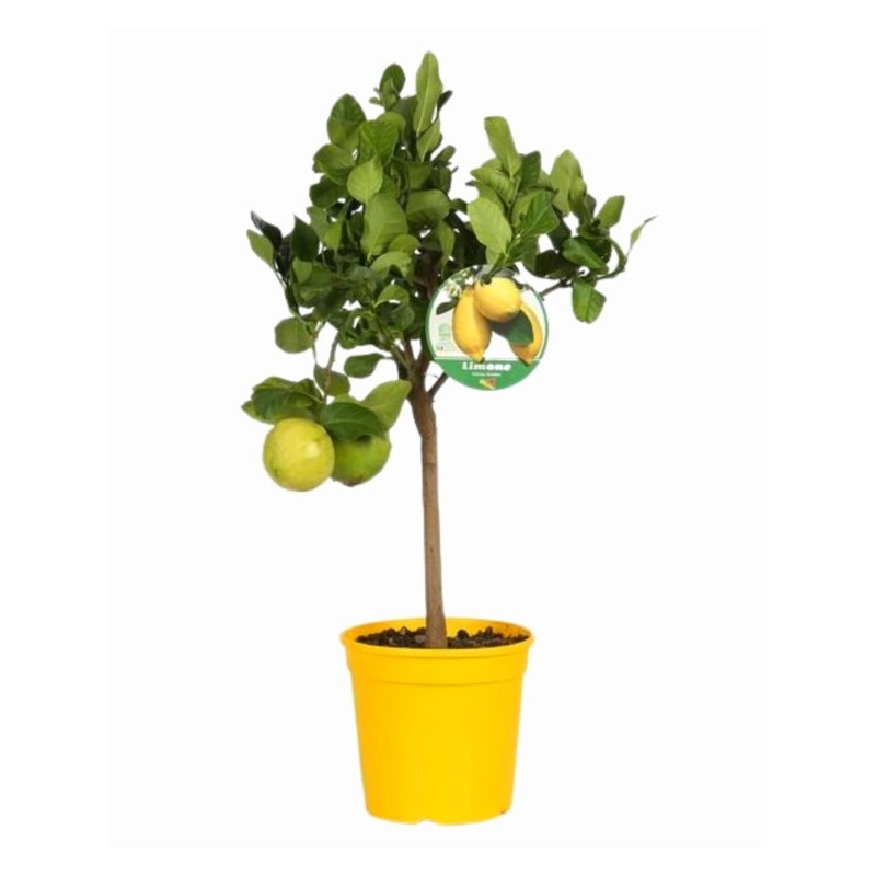 citronnier des 4 saisons mini tige en pot diam. 21 cm