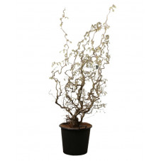 noisetier tortueux 125/150 cm pot de 50 litres