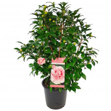 camelia du Japon Marie Bracey à fleurs roses taille 80/90 cm pot de 10 litres