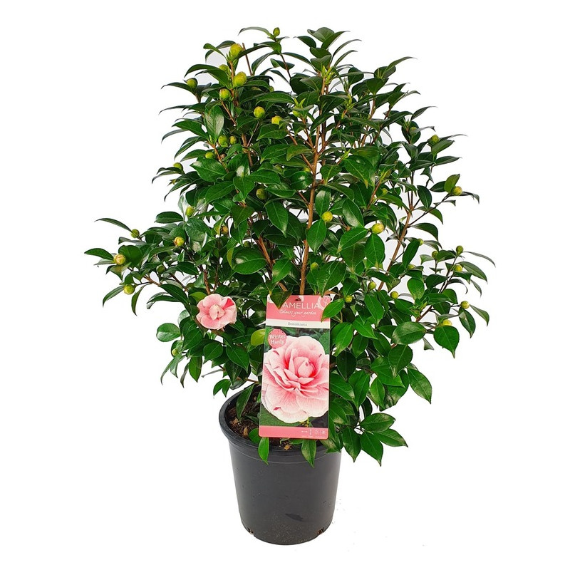 camelia du Japon Marie Bracey à fleurs roses taille 80/90 cm pot de 10 litres