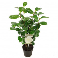 camelia blanc 60 cm en pot de 15 cm