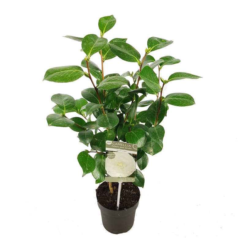 camelia blanc 60 cm en pot de 15 cm