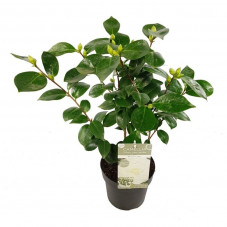 camelia blanc 60/80 cm en pot de 3 litres