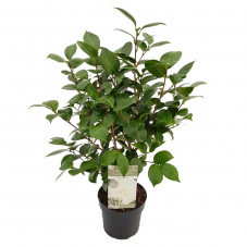 camélia blanc extra en pot de 3 litres 70/80 cm