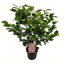 camelia bonomiana en pot de 3 litres extra