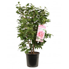 camelia bonomiana en pot de 6 litres