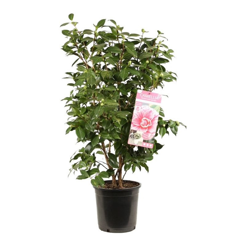 camelia bonomiana en pot de 6 litres