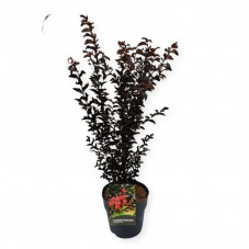 lilas des Indes crimson red en pot de 10 litres - 80 cm