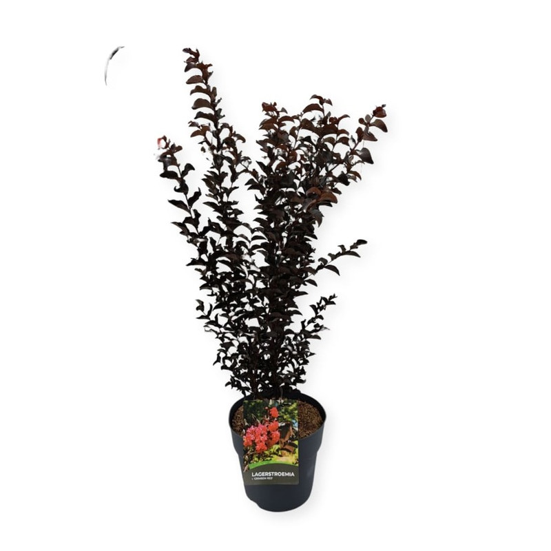lilas des Indes crimson red en pot de 10 litres - 80 cm