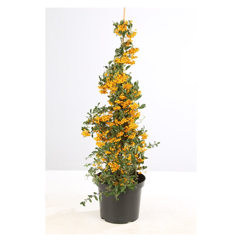 buisson ardent 100 cm - pot de 10 litres touffe forte