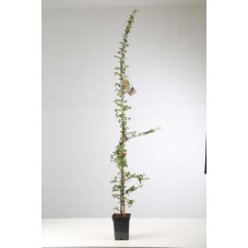 buisson ardent orange glow 150 cm pot de 7.5 litres